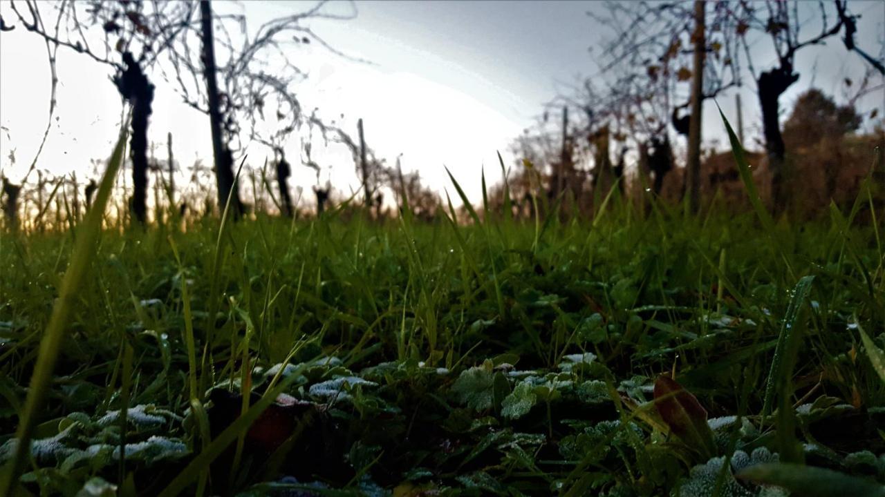 Agriturismo La Guarda Picedo Экстерьер фото