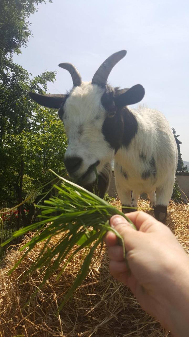 Agriturismo La Guarda Picedo Экстерьер фото