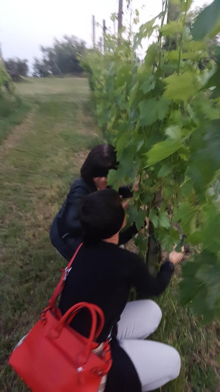 Agriturismo La Guarda Picedo Экстерьер фото